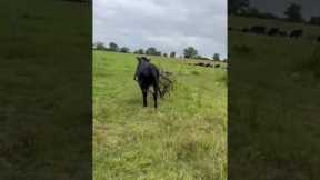 Cow's Escape Plan Gone Wrong