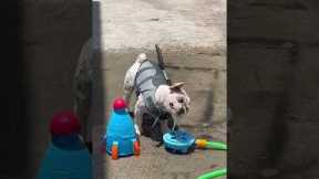 Pet Dogs Baffled By Sprinkler Rocket