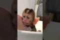 Little Monkey Baby Takes A Bath