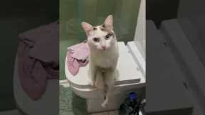 Unusual Paraplegic Cat Sits Like A Human