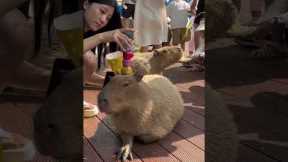 Woman Plays Jenga On Capybara's Head