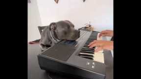 Bull Terrier Enjoys Owner's Piano Playing