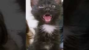 black cat viral video 😺  reaction 😂😂#cat #viral #funny #shorts #youtubeshorts