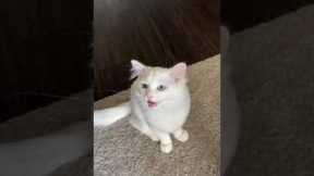 Adorable Cat Does Hungry Meows!