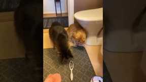 Cat Scared By Suspicious Hairbrush