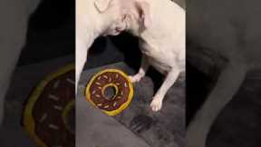 Two Dogs Growl Over Toy Doughnut