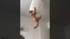 Cat Jumps Into Lamp Shade