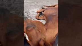 Woman Captures Wholesome Horse Moment