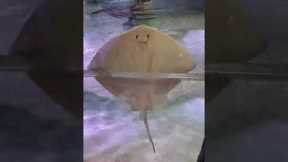 Cute Stingray Makes Visitors Laugh