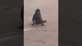 Strange Creature Filmed On Beach