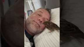 Very Cute Sparrow Wakes Up Dad