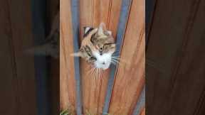 Funny Cat Peeks Through Fence