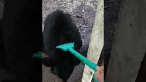 Wild Black Bear Enjoys Back Scratches