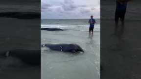 RARE Manatee Sighting On Treasure Island Beach