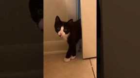 Funny Cat Realizes Owner Is Still Mad