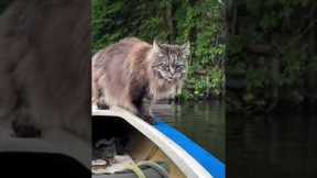 Heroic Boater Rescues Cat From Fox