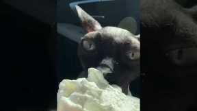 Sphynx Cat Tries a Pup Cup