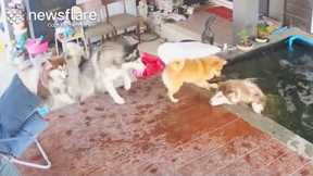 Huskies Panic As Brother Falls In Pool || Newsflare