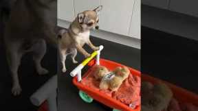 Cute Chihuahua Pushes Toy Pram