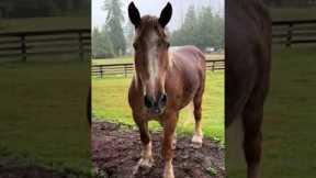 Adorable Happy Horse Neighs At Owner