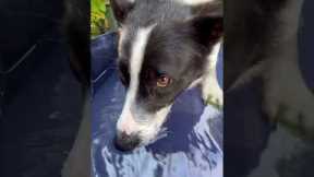 Border Collie Playing Bubbles