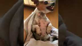 Angry Chihuahua Goes Wild