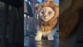 Is This The Cutest Baby Lion Ever?