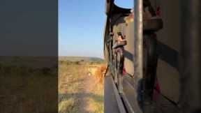 Huge Lion Roars Right Next To Tourists