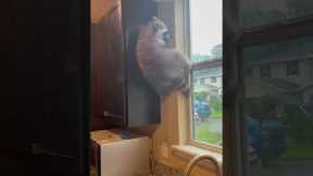 Watching My Raccoon Struggle To Get Down