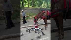 Horse Shares Food With Birds