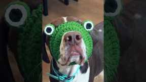 Cute Dog Has Perfect Frog Hat