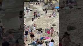 Aggressive Seal Chases People At Beach