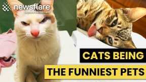 Cats Being The Funniest Pets Ever | Try Not To Laugh Animals