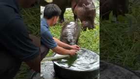 Baby Hippo Refuses To Take A Bath