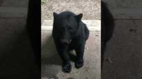 She Taught This Wild Bear To Sit On Command