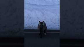 Rare Cascade Fox Sighted By Adoring Fans