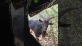 Goat Catches Hunter By Surprise