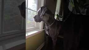 Great Dane Sits On Chair