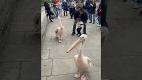 Boy's Friendship Rejected By Pelican