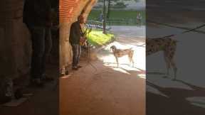 Dog Sings Along With Street Musician