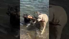 Three Dogs Prove The Importance Of Teamwork