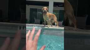 Golden Retriever Won't Stay