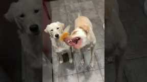 Hungry Dogs Have Cheese Mishap