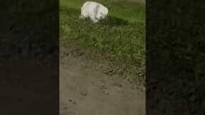 Man Tricked By Magical Rock Puppy