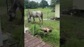 Baby Horse Takes a Tumble