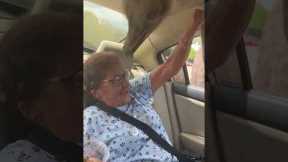 Giant Ostrich Scares Grandma In Mexico