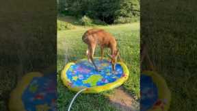 Deer & Raccoon Play On Splash Pad