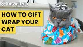 How To Gift Wrap Your Cat || Newsflare