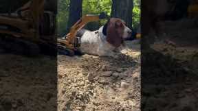 Dog Enjoys Neck Scratch From RC Excavator