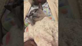 Purring Cat Snuggles In Matching Cardigan